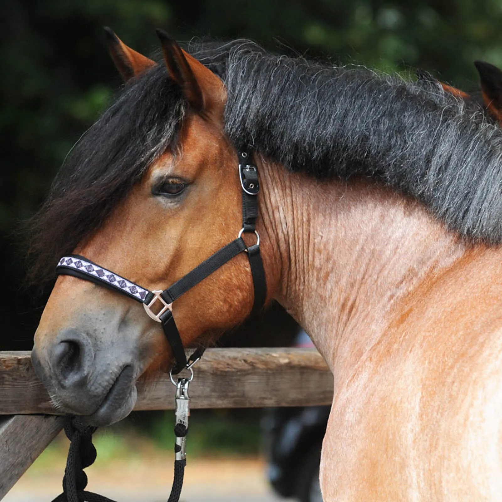 Cavezza classica per cavallo da tiro Kavalkade