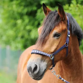 Cavezza classica per cavallo da tiro Kavalkade